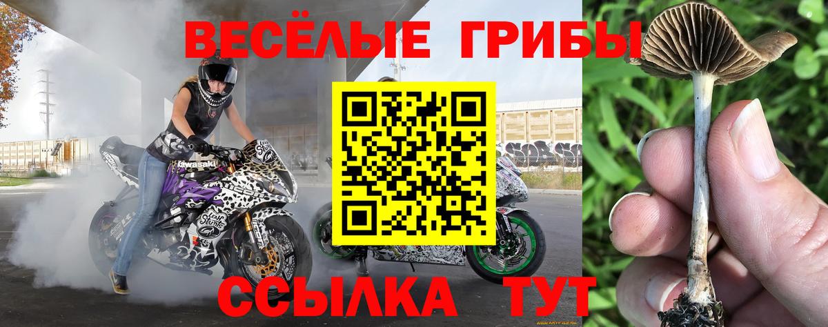 Псилоцибиновые грибы MAGIC MUSHROOMS Черняховск